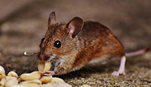 24 Hour & Emergency Exterminators in Gary, IN